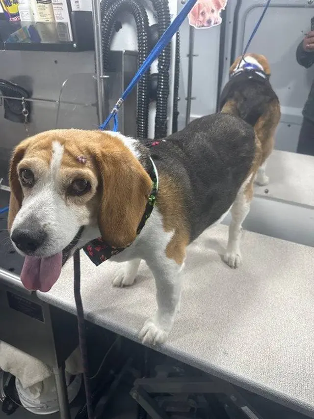 Alpha Grooming Pet Salon — photo from the business 10