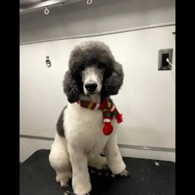 Alpha Grooming Pet Salon — photo from the business 2