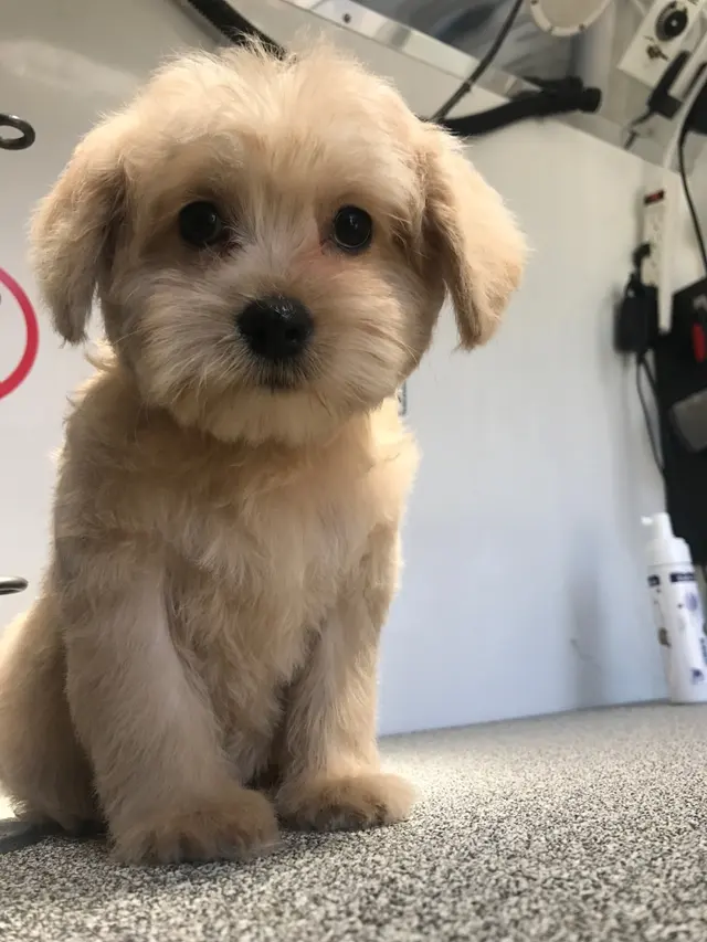Alpha Grooming Pet Salon — photo from the business 12