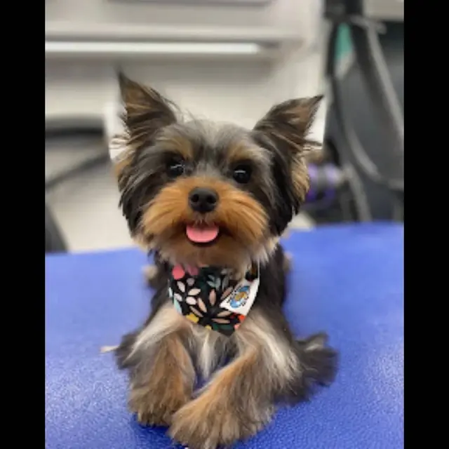 Alpha Grooming Pet Salon — photo from the business 9