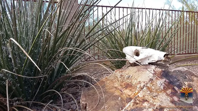 Arizona Snake Fence — photo from the business 8