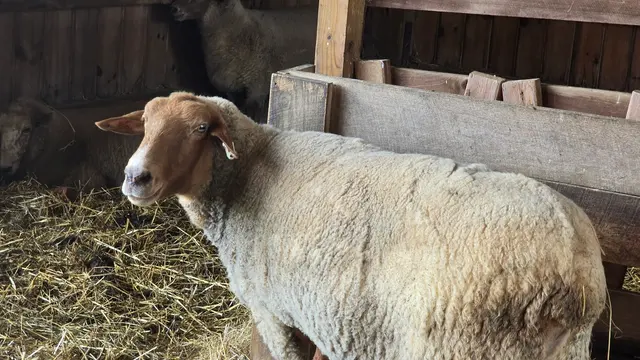 Customer photo of work by Gallant Farm, from Elizabeth M. Lynch's review