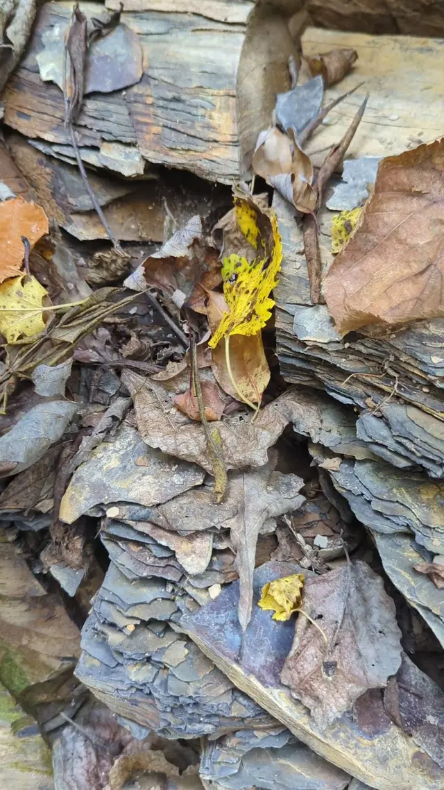 Customer photo of work by Shale Hollow Park, from Kim Napier's review