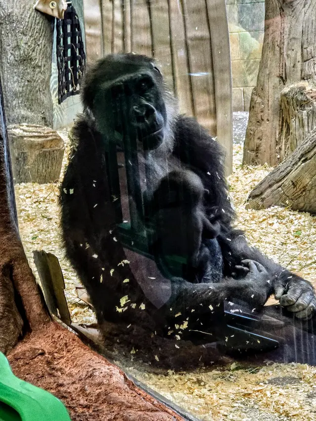 Congo Expedition — customer photo 4