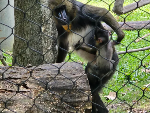 Congo Expedition — customer photo 9