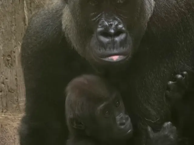 Customer photo of work by Congo Expedition, from Tj Mansfield's review