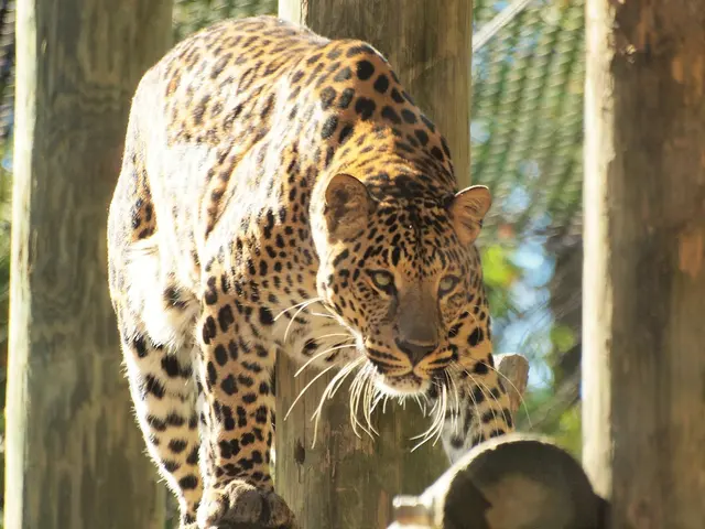 Congo Expedition — customer photo 5