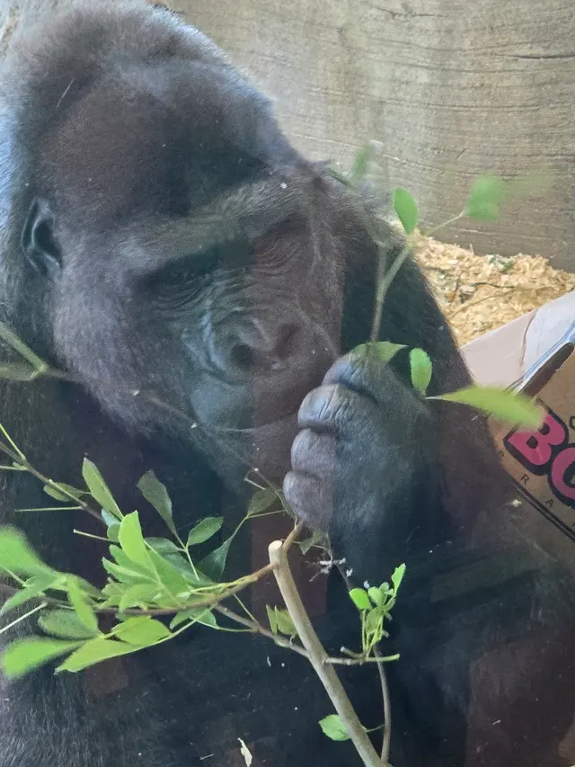 Congo Expedition — customer photo 1