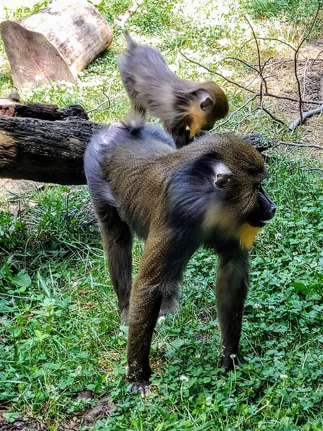 Congo Expedition — customer photo 2