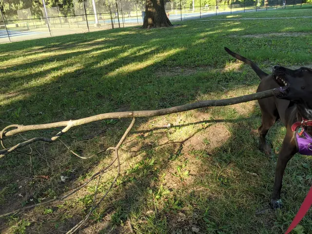 Mingo Park — customer photo 9