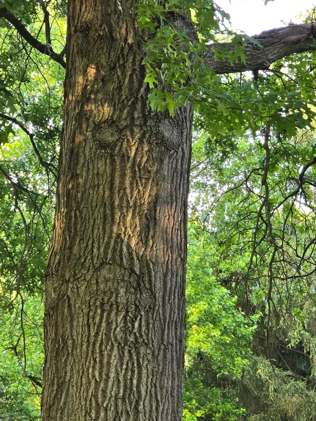 Mingo Park — customer photo 12