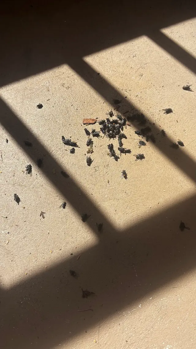 Customer photo of work by NaturZone Pest Control, from Dawn Ferrara's review