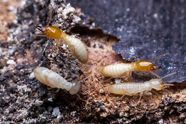 Keller's Pest Control — photo from the business 5