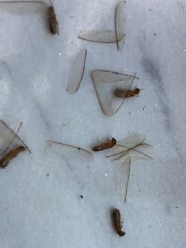 ACME Termite & Pest Control — photo from the business 9