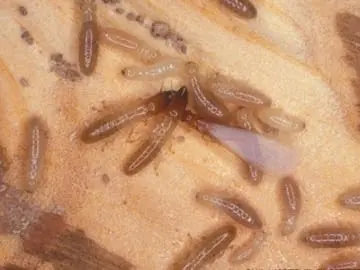 ACME Termite & Pest Control — photo from the business 5