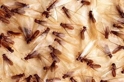 ACME Termite & Pest Control — photo from the business 2