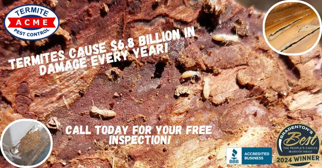ACME Termite & Pest Control — photo from the business 12