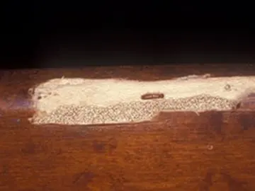 ACME Termite & Pest Control — photo from the business 11