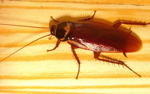 ACME Termite & Pest Control — photo from the business 6
