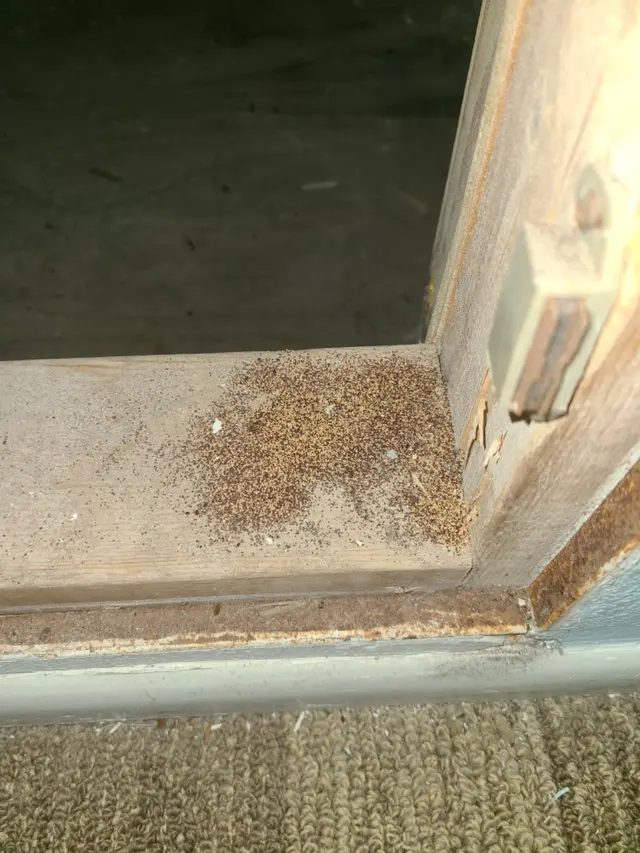 ACME Termite & Pest Control — photo from the business 8