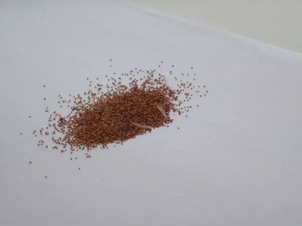 ACME Termite & Pest Control — photo from the business 7