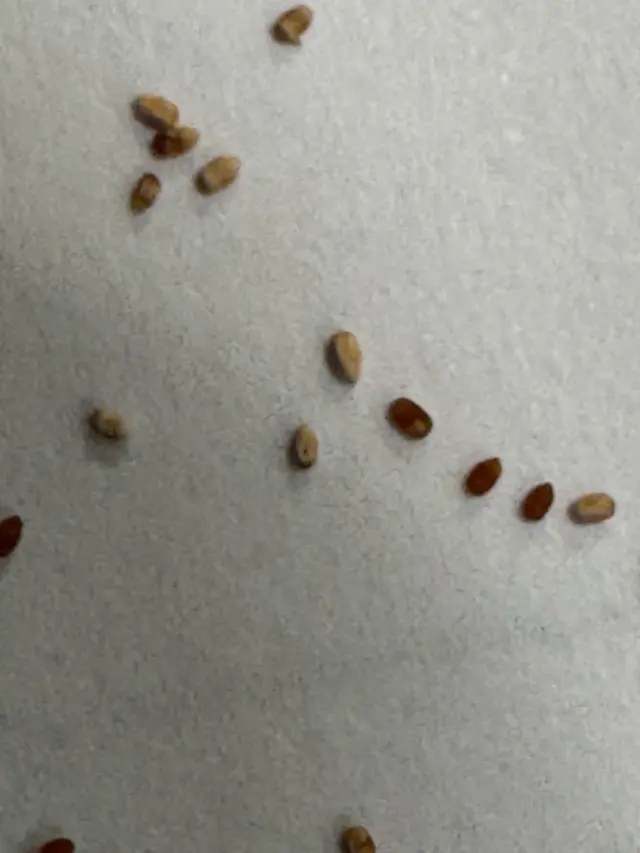 Pest Free LLC — photo from the business 11