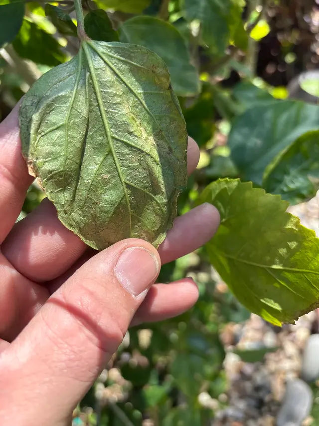 Pest Free LLC — photo from the business 12