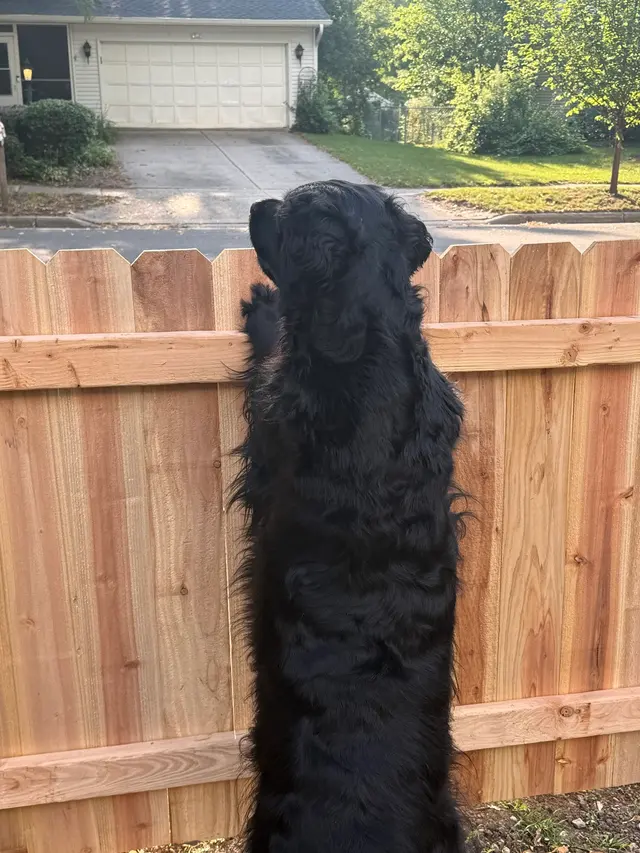 Customer photo of work by Solid Fencing, from Kara's review