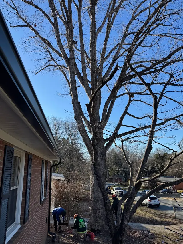 Green Bear Tree Service LLC — customer photo 8