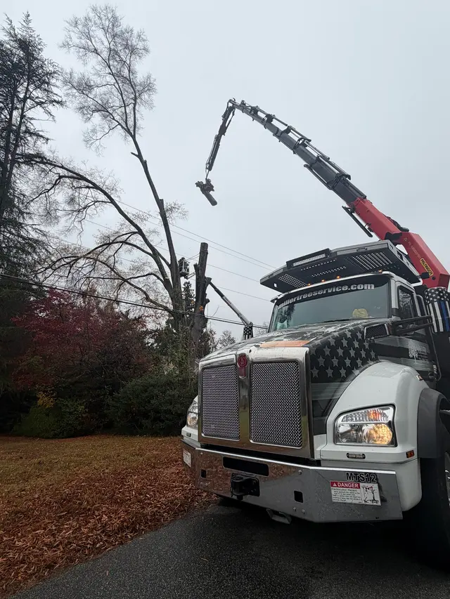Miller Tree Service — photo from the business 5