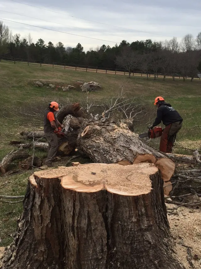 Miller Tree Service — photo from the business 8