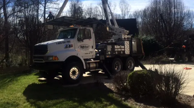 Miller Tree Service — photo from the business 7