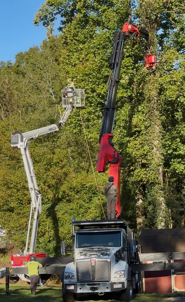 Miller Tree Service — customer photo 2