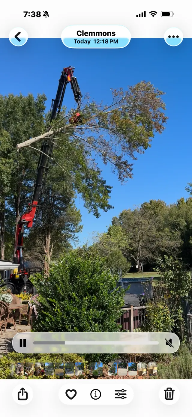 Customer photo of work by Miller Tree Service, from Pamela Rittenberry's review