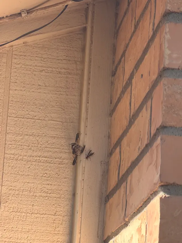 Customer photo of work by Truly Nolen Pest & Termite Control, from Laura Torres's review