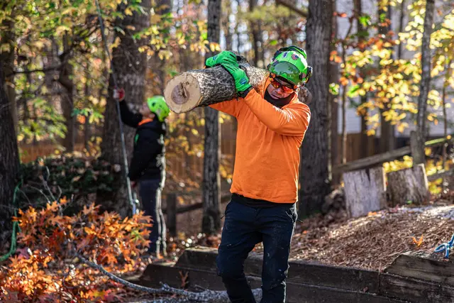 Green Oak Tree Experts — photo from the business 2