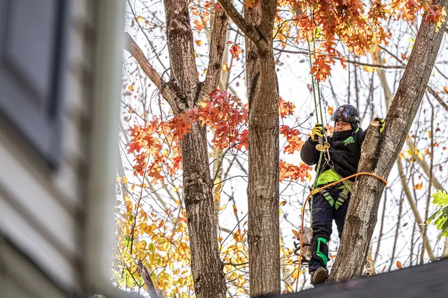 Green Oak Tree Experts — photo from the business 10