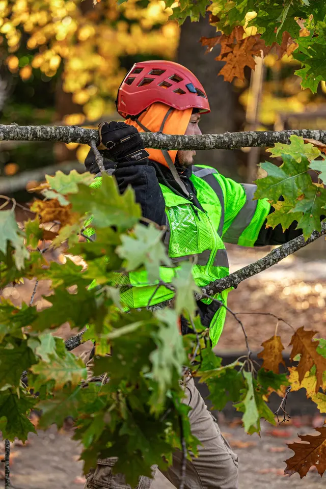 Green Oak Tree Experts — photo from the business 11