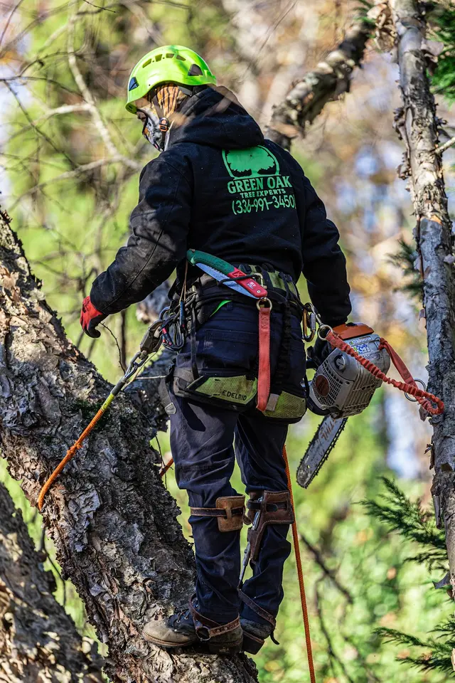 Green Oak Tree Experts — photo from the business 8