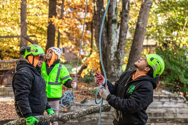 Green Oak Tree Experts — photo from the business 12