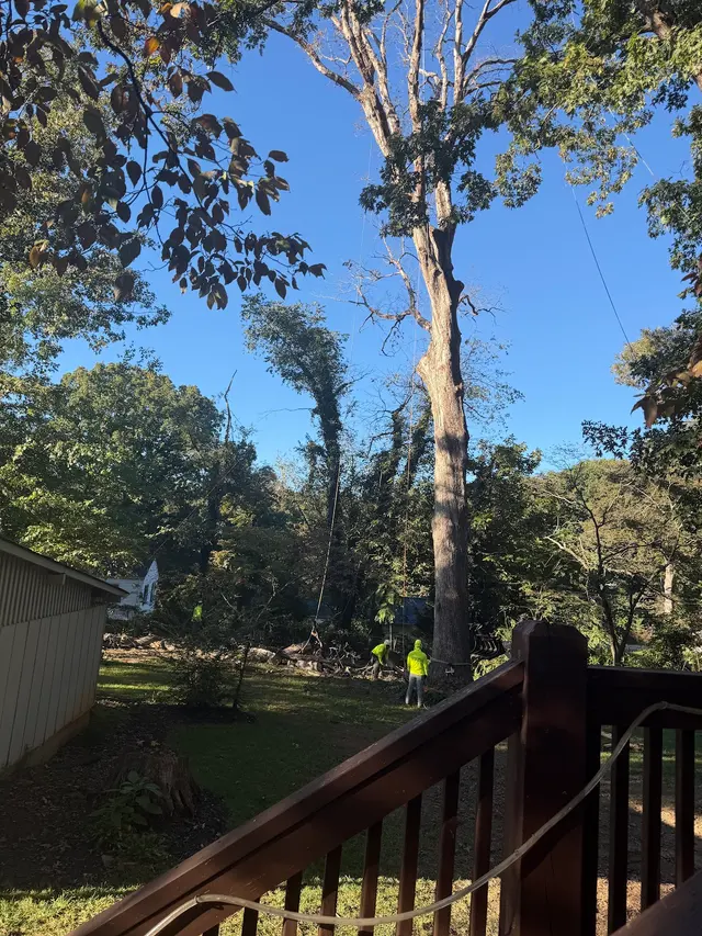Green Oak Tree Experts — customer photo 5