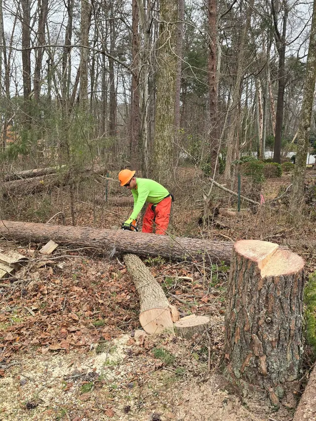 Triad Tree Removal — photo from the business 7