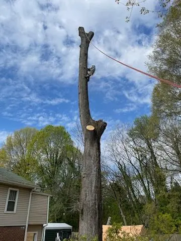 Triad Tree Removal — photo from the business 6