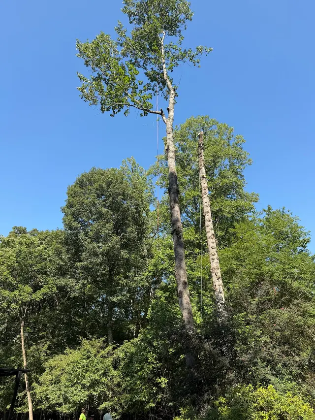 Triad Tree Removal — photo from the business 4