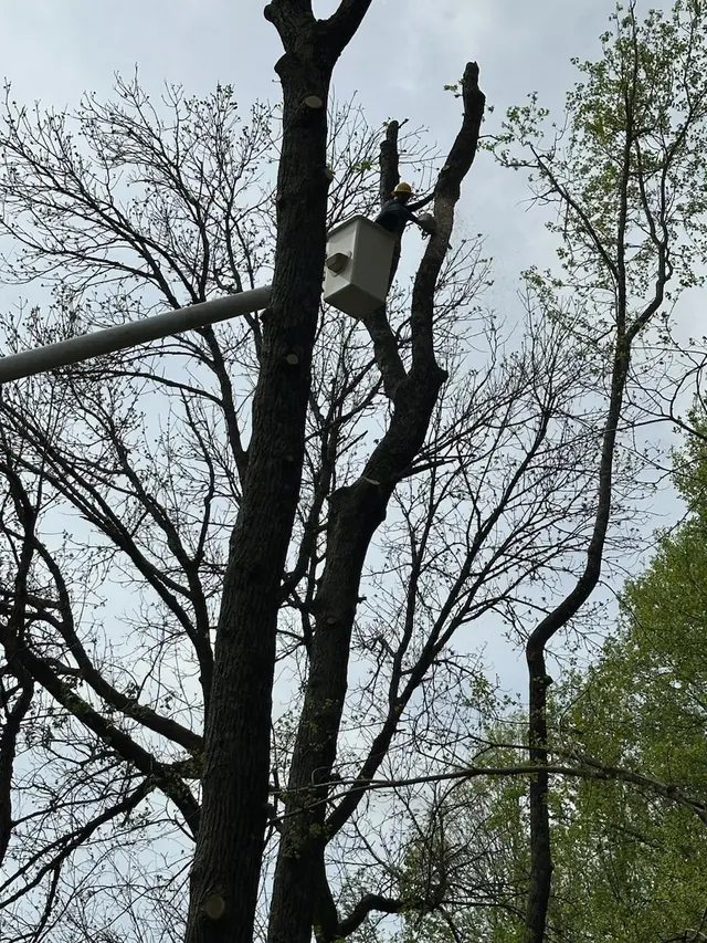 Triad Tree Removal — photo from the business 11