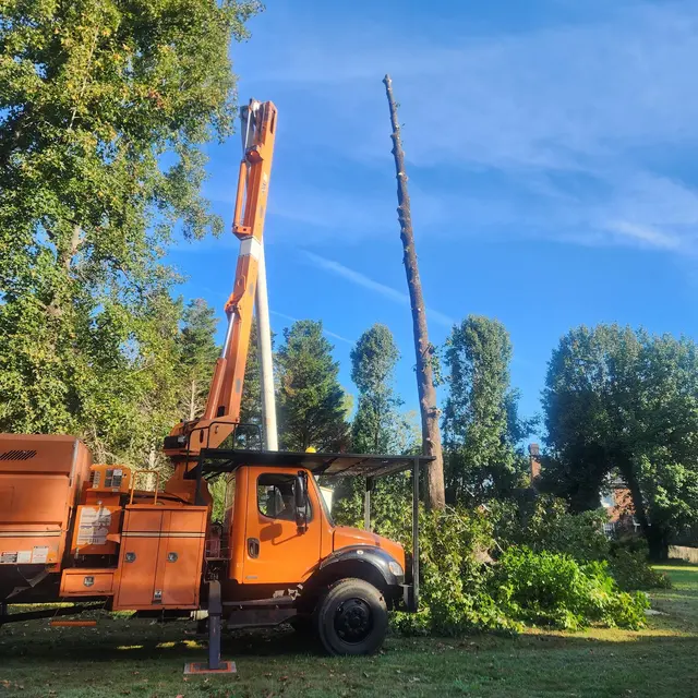 Triad Tree Removal — customer photo 3