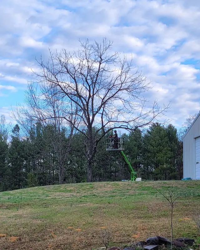 Dillon Tree Service — customer photo 5