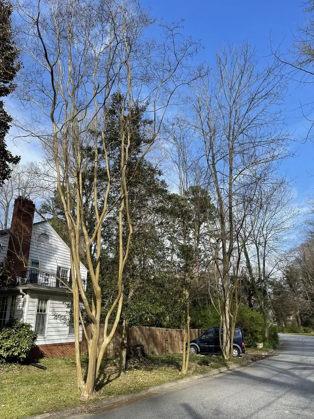 Dillon Tree Service — photo from the business 7