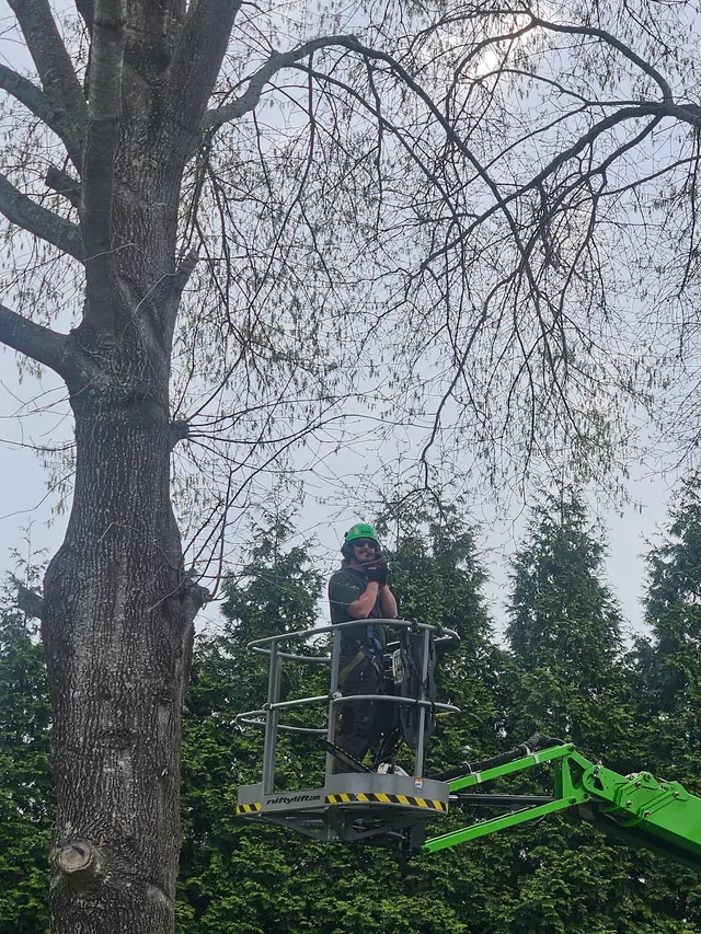 Dillon Tree Service — customer photo 6