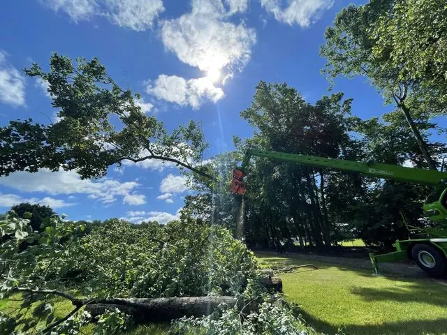Dillon Tree Service — photo from the business 11